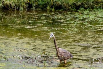 Great Blue Heron at Riverwalk boardwalk in Roswell Georgia.