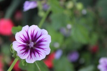 Obraz premium pink and purple flower