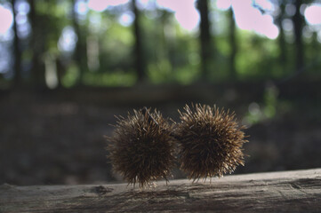 hedgehog in the woods - Natural Covid representation