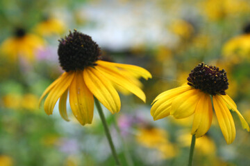 Yellow Black-eyed Susan daisies in the wild
