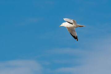 Ring-billed Gull flying above reservoir at Hiwassee Wildlife Sanctuary in Birchwood Tennessee.