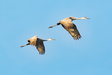 Sandhill Cranes flying above reservoir at Hiwassee Sandhill Crane Wildlife Sanctuary in Birchwood Tennessee.