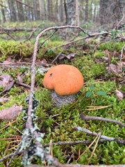 mushrooms in the forest