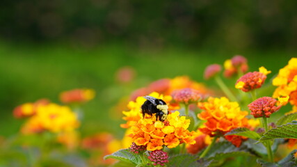 bee eats pollen on a flower