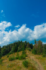 summer mountain forest landscape nature photography vertical picture in clear weather June day