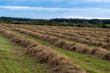 Fototapeta na wymiar Rows of collected hay on the agricultural field at countryside