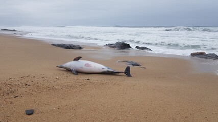 Dolphin washed up on the Aguda beach, Vila Nova de Gaia, Oporto, Portugal
