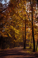 Family while walking in the park of Monza in autumn