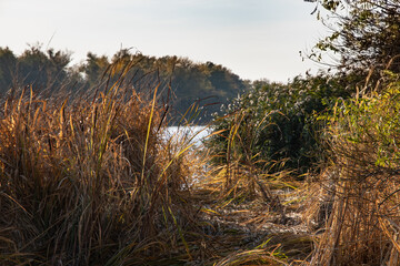 Fototapeta premium Autumn reeds by the river. Sunny autumn day on the river.