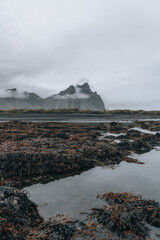 Iceland landscape, Coastline and nature in summer.