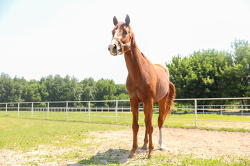 Fototapeta premium Chestnut horse in paddock on sunny day. Beautiful pet