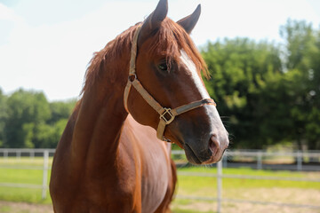Chestnut horse in paddock on sunny day. Beautiful pet