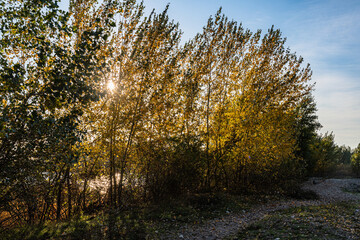 Yellowing poplar foliage along the path by the river on an autumn sunny day.