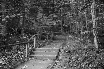 stairs to the forest