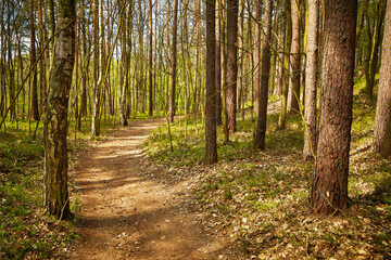 Fototapeta premium path in the forest
