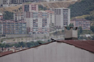 Obraz premium birds on the roof overlooking the city