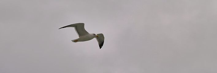 Seagull flies against the background of the cloudy sky. Lone seagull in bad weather in flight.