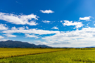 Fototapeta premium 収穫間近の稲と青空の風景