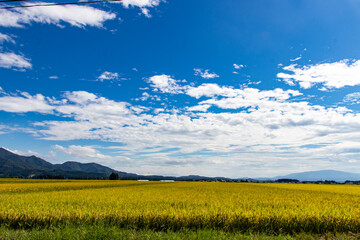 収穫間近の稲と青空の風景