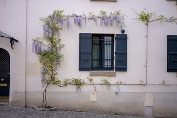 Fototapeta na wymiar Ivy growing along wall in Montmartre , France.