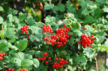 Ripe viburnum on branch