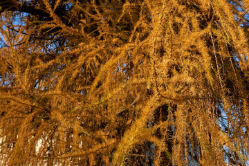 The golden yellow colors of a larch in the fall sun in Rovaniemi, Lapland, Finland.
