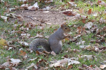 Squirrel eating an acorn