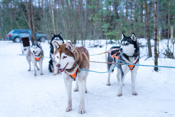 Selective focus closeup of a group of husky sled dogs in the snow © Ingus Kruklitis/Wirestock