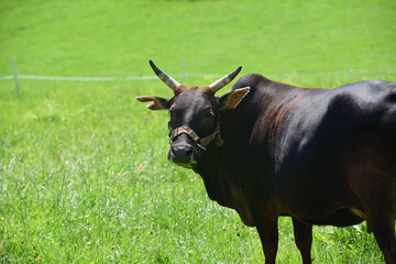 A black zebu is standing in the green pasture outdoors and looking at the camera