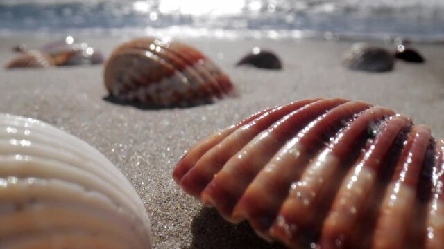 Close up footage of sea shell on beach