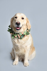 Adorable golden Retriever wearing wreath made of beautiful flowers on grey background