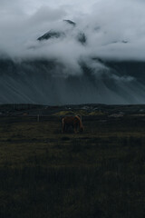 Iceland landscape, Coastline and nature in summer.