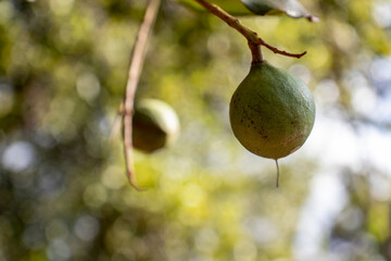 Macadamia nuts on the evergreen tree, macadamia plantation in Brazil