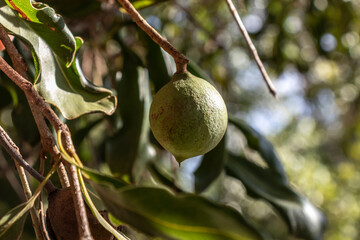 Macadamia nuts on the evergreen tree, macadamia plantation in Brazil