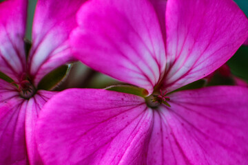 Fototapeta premium Pink Flower-Belleza macro-Yoeldavi 