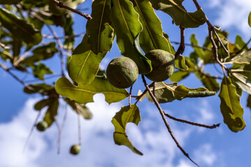 Macadamia nuts on the evergreen tree, macadamia plantation in Brazil