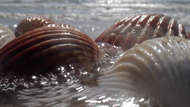 Close up footage of sea shell on beach