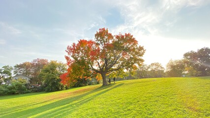 couple under a autumn tree in an meadow, park