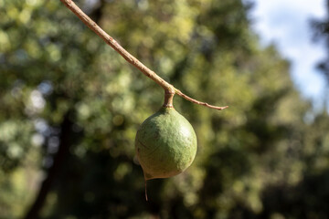 Macadamia nuts on the evergreen tree, macadamia plantation in Brazil