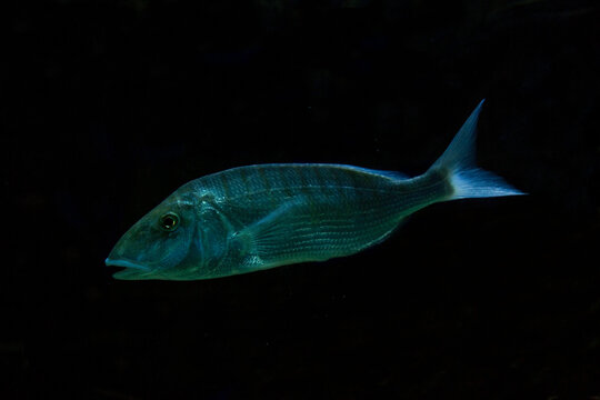 The sand steenbras or striped seabream (Lithognathus mormyrus).