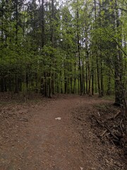 path in the forest