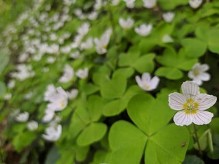 white flowers