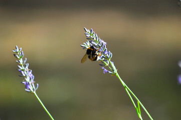 Abeja recolectando polen en una lavanda