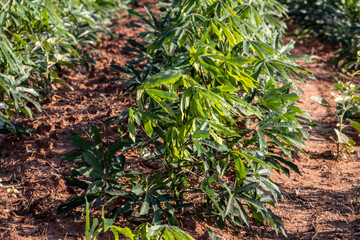 cassava or manioc plant on field in Brazi