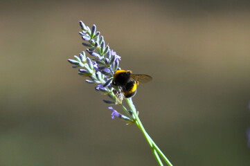 Abeja recolectando polen en una lavanda