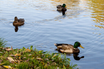 3 ducks swim in the water in autumn