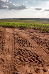 cassava or manioc plant on field in Brazi