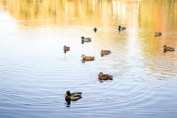 10 ducks swim in the water in autumn
