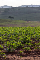 cassava or manioc plant on field in Brazi