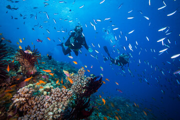 Fototapeta na wymiar A Diver swims near Healthy and colorful coral and fish on the Great Barrier Reef